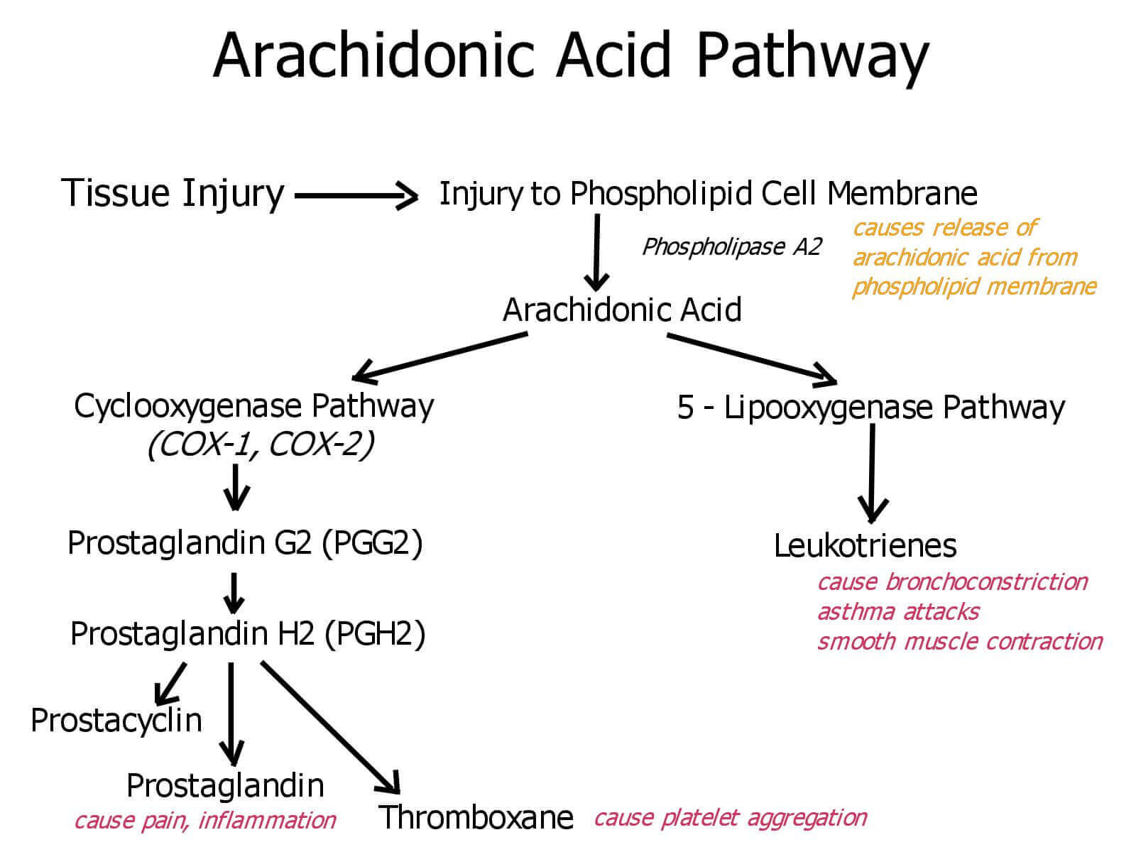 Pain Arachidonic Acid Pathway