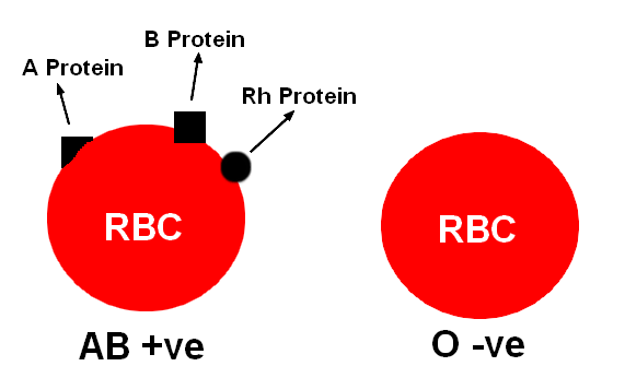 ABO Blood types