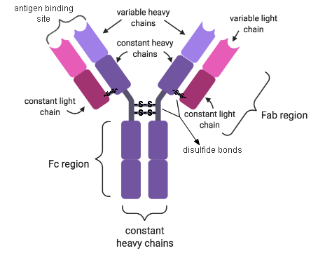 Antibody