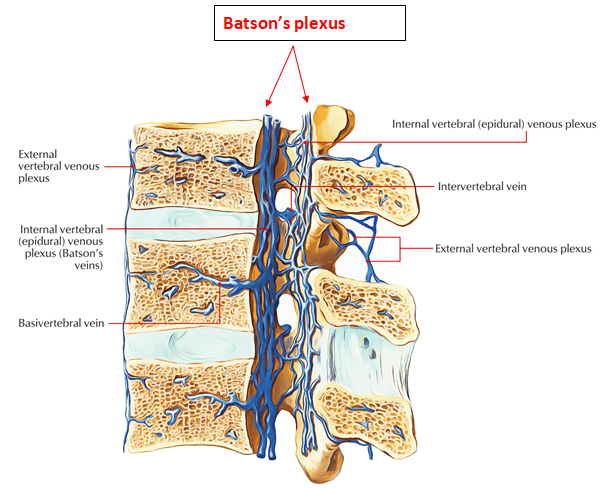 Bateson Plexus