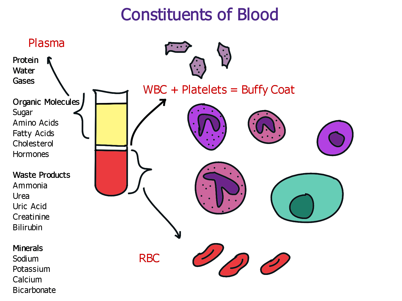 Blood Constituents