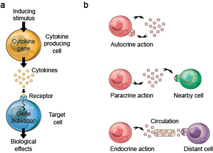 Cytokine