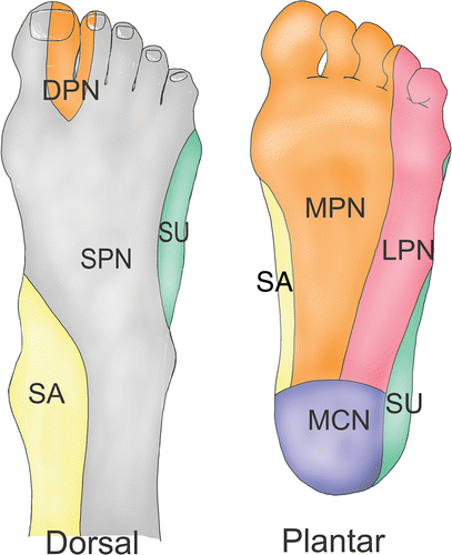 foot sensory innervation