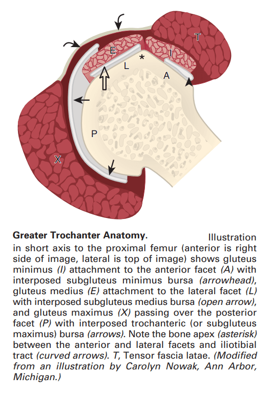 Greater Trochanter Anatomy