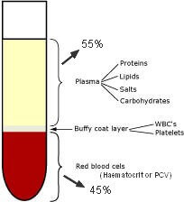 Pcv on sale in blood