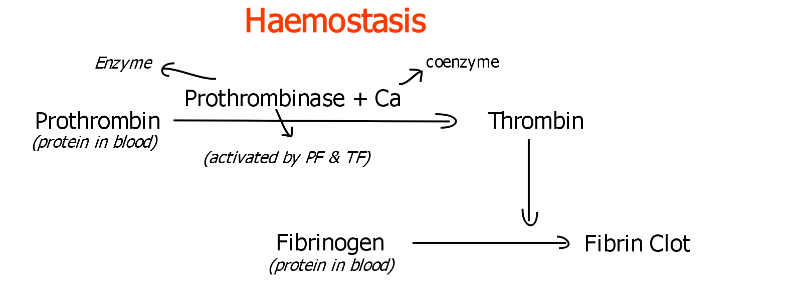 Haemostasis