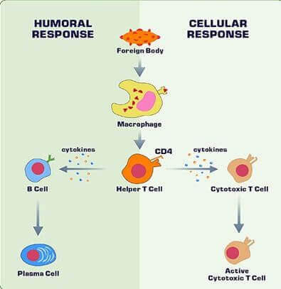 immune response