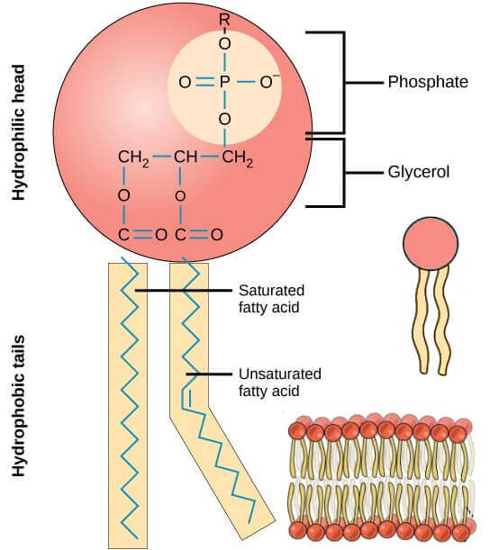 Pain, Arachidonic Acid Pathway